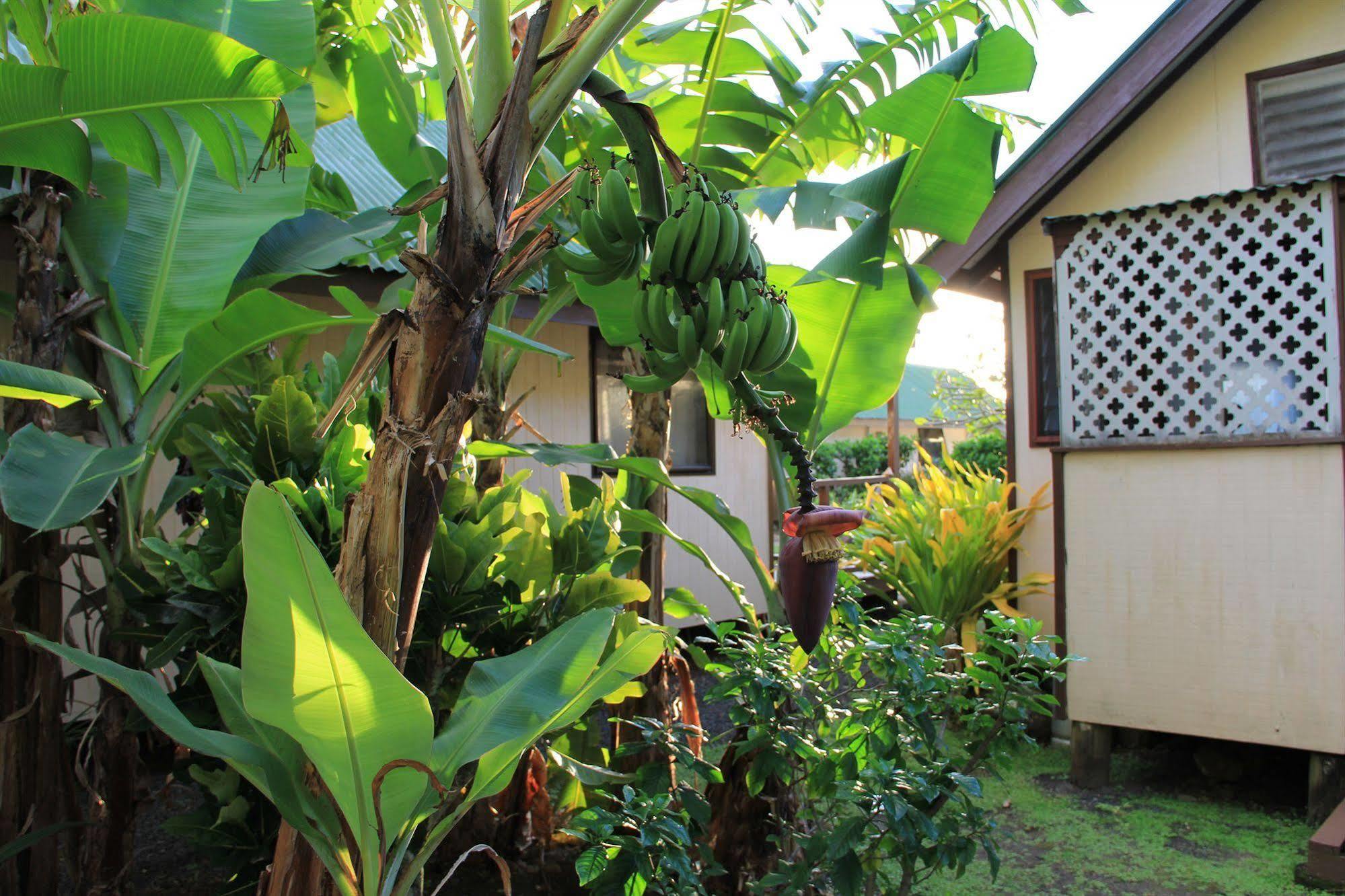 Aroko Bungalows Villa Avarua Kültér fotó